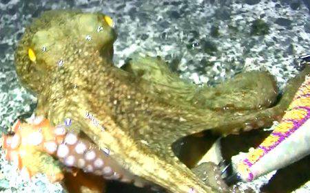 焼津　石津浜でアオリイカ　湾内で太刀魚、タコ、コウイカの釣果